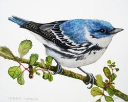Cerulean Warbler - realistic bird portrait